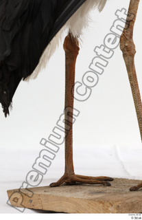 Black stork leg 0018.jpg